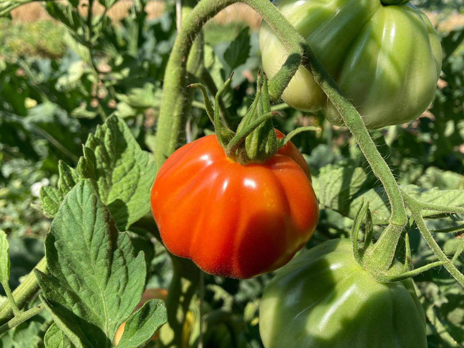 Pomodoro Cuore di Bue - La Leguminosa - Biologico a Vicenza
